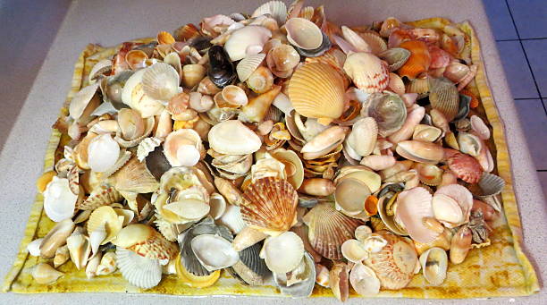 Seashells Galore stock photo