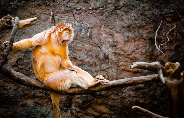 bocejar langur de ébano - international wildlife conservation park imagens e fotografias de stock