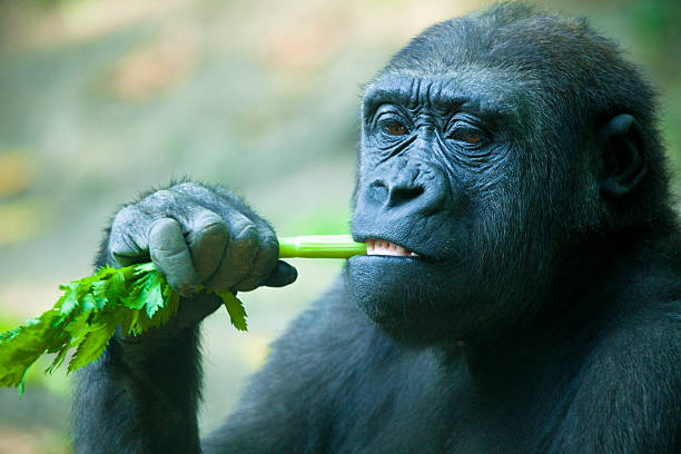 gorila grande plano - international wildlife conservation park imagens e fotografias de stock