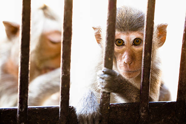 istock Bear-Faced Monkeys in LopBuri, Thailand 465005938