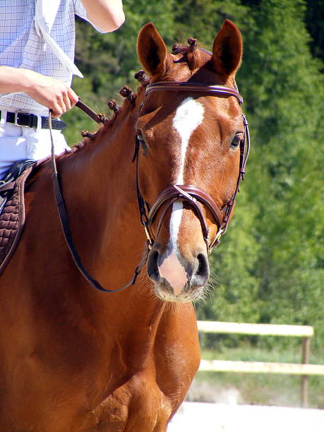 istock Chestnut horse with rider portrait 465006427