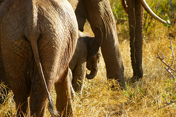 istock Family of elephants 465006461