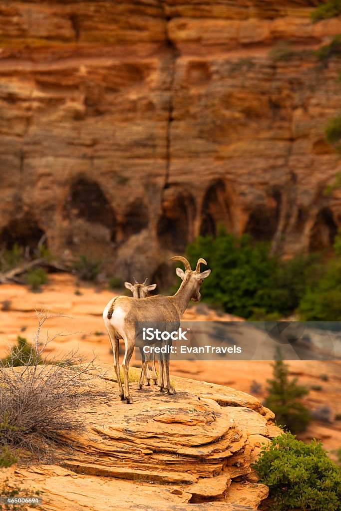Mountain Goat in Zion National Park, Utah, USA 2015 Stock Photo
