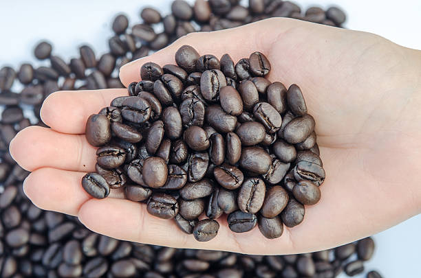 Fresh roasted coffee beans in hand