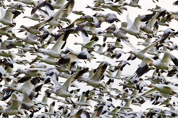 istock Traffic Jam Hundreds of Snow Geese Flying in a Group 465009536