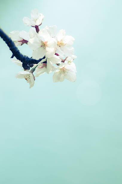 istock Sakura of Japan 465009912