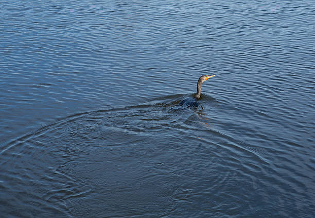istock Double-crested cormorant swims on lake 465010318