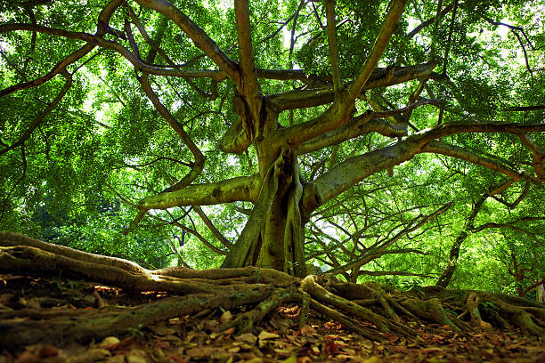 istock Path across giant ficus benjamina 465010716