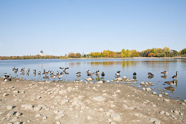 kanada gęsi-wascana lake-regina saskatchewan - wascana lake zdjęcia i obrazy z banku zdjęć