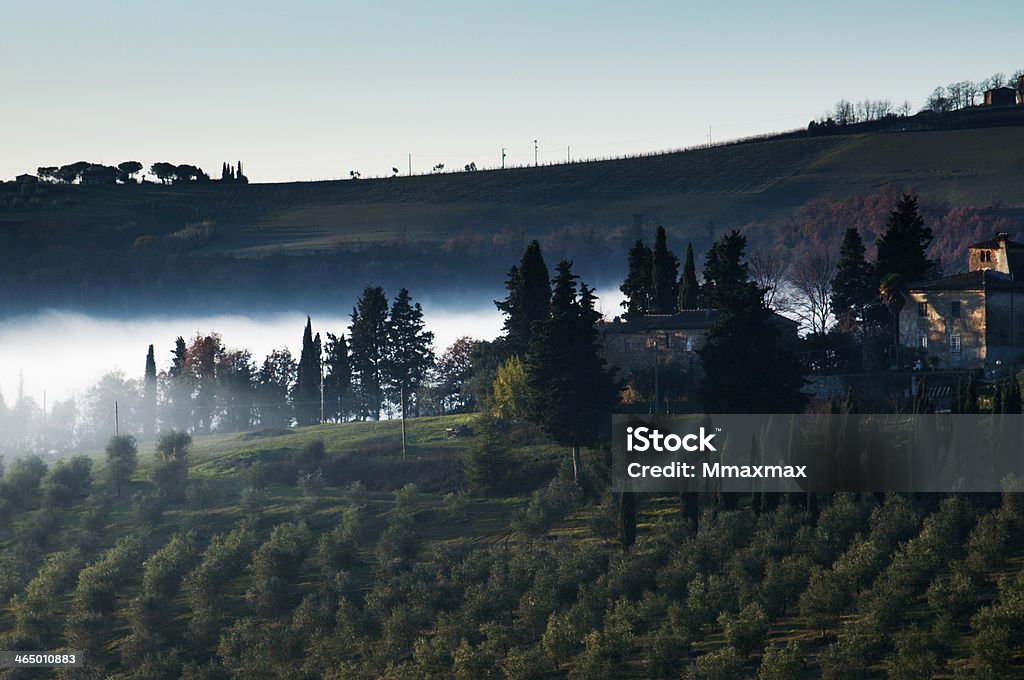 Brouillard Les Cyprès - Photo de Activité de loisirs libre de droits