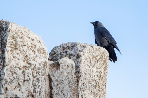 Young black jackdaw sitting on a rock