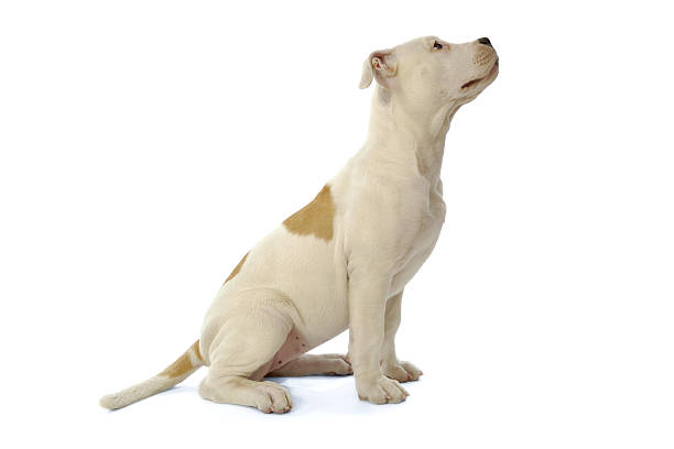 istock Bulldog puppy dog 465014377