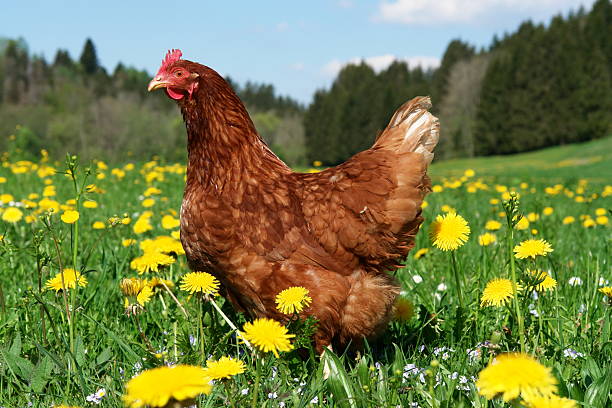 istock free range hen in a beautiful spring meadow 465014407