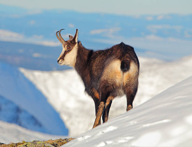 istock Chamois - rupicapra, Tatras 465014915