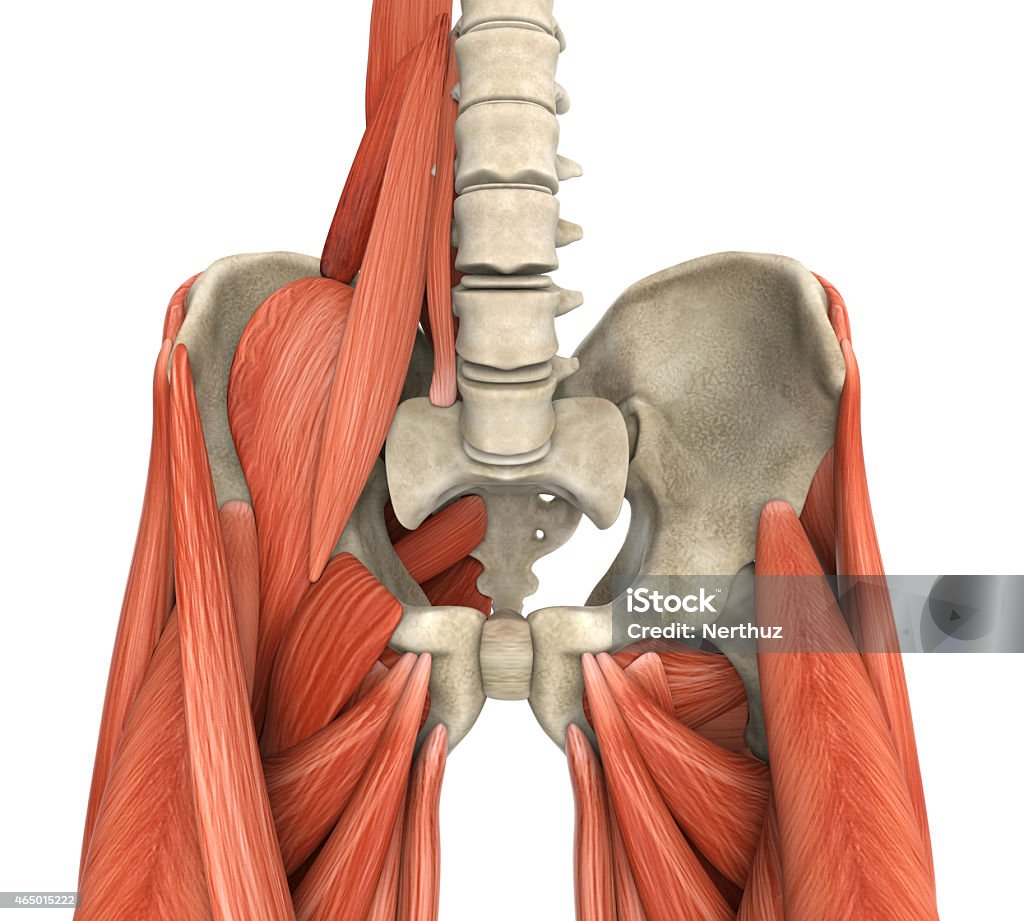 Psoas Muscles Anatomy Psoas Muscles Anatomy Illustration. 3D render Iliopsoas Stock Photo