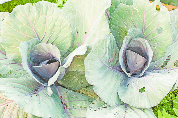 istock beautiful organic cabbage plant on soil 465015579