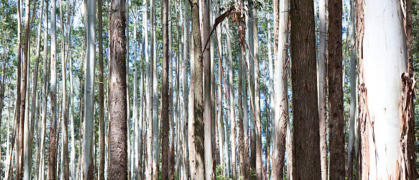 vous ne pouvez pas voir le droit de bois arbres - cant see the wood for the trees photos et images de collection