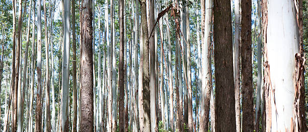 istock can't see the wood - straight trees 465015593