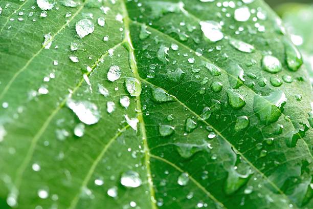 istock water drops on the green grass 465015722