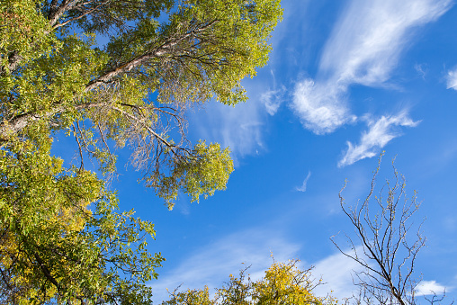 Cirrus clouds and trees in autumn against blue sky.