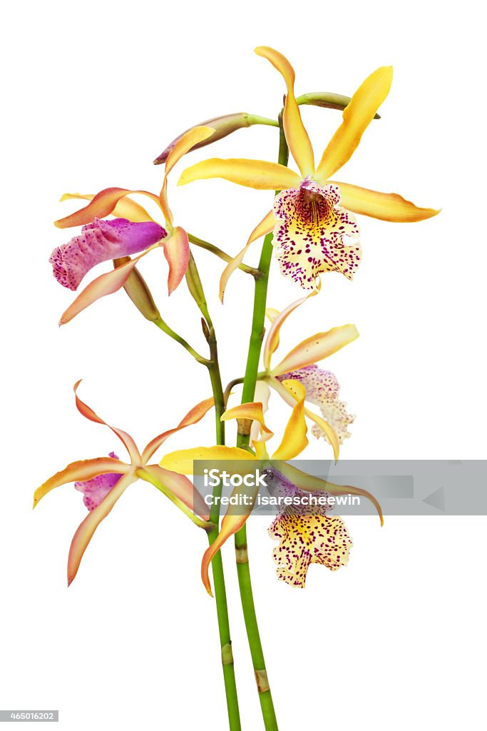 Orchids (Cattleya Recchara Frances Fox) flowers Close up of orchids (Cattleya Recchara Frances Fox) flowers isolated on a white background 2015 Stock Photo