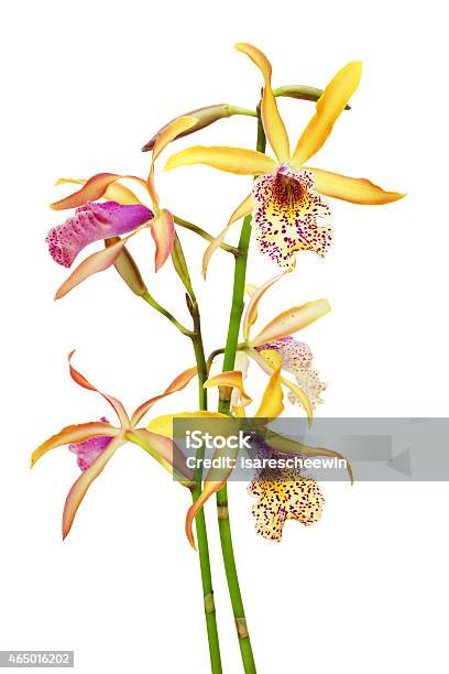 Orchids Flowers Stock Photo - Download Image Now - 2015, Beauty, Beauty In Nature