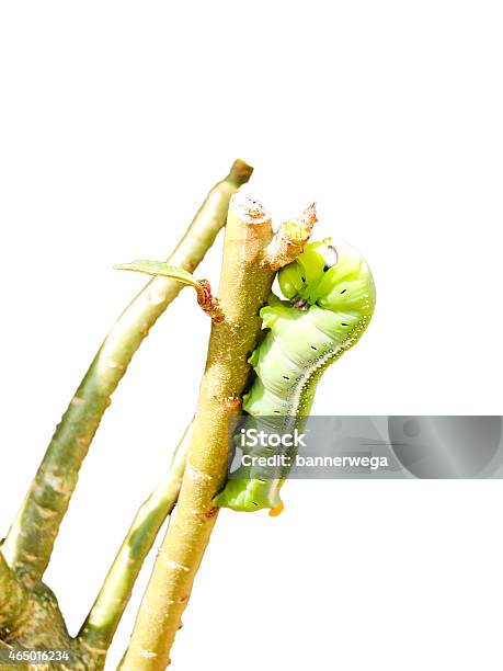 Green Caterpillar On Green Leaf Stock Photo - Download Image Now - 2015, Animal, Animal Wildlife