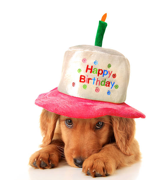 istock Floppy eared puppy with birthday cake hat 465017689