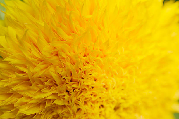 istock Sunflowers in Lopburi, Thailand 465017905