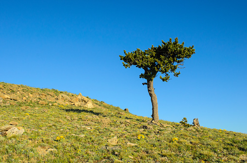 A lone wind sculpted Bristlecone pine tree high on the slopes of Mount Evans in The Colorado Rocky Mountains