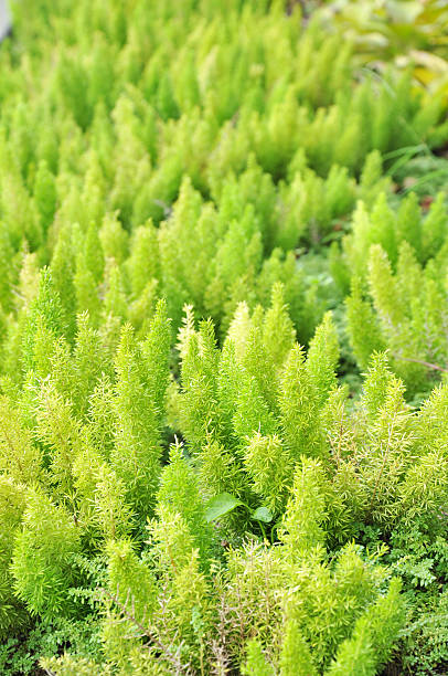 istock Green foxtail fern 465020373