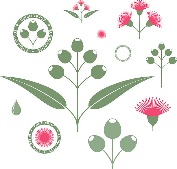 ilustraciones, imágenes clip art, dibujos animados e iconos de stock de eucalipto. juego de - flower single flower leaf tree