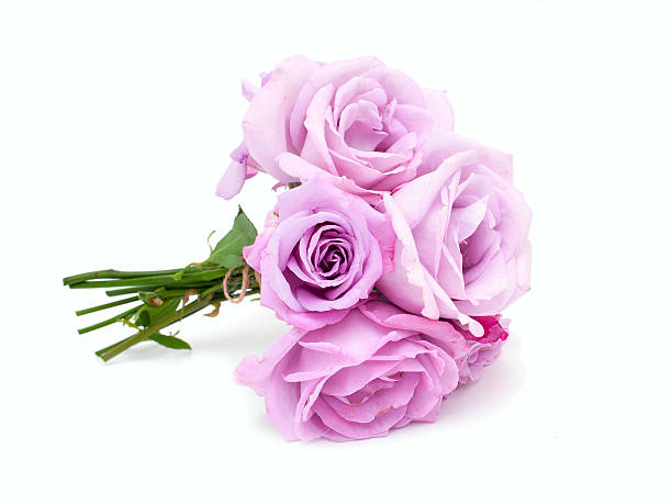 Lovely lavender rose against 100% white background.