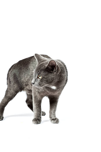 istock Grey kitten isolated on white background. European short hair. 465021555