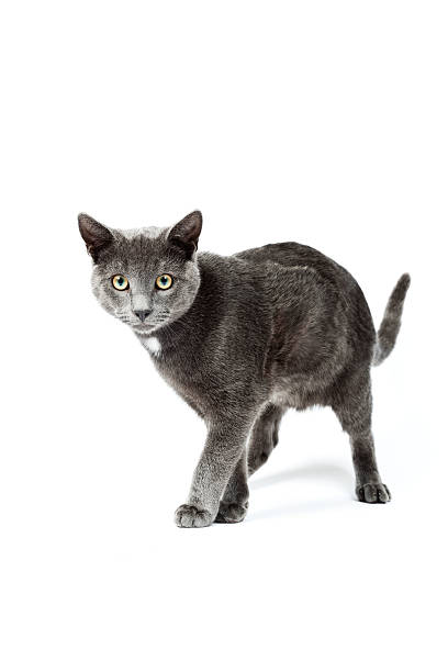 istock Grey kitten isolated on white background. European short hair. 465021679