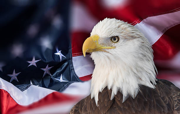 istock Bald eagle with  american flag out of focus. 465023132