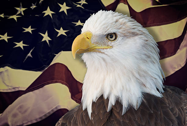 istock Bald eagle with grungy looking american flag out of focus. 465023134