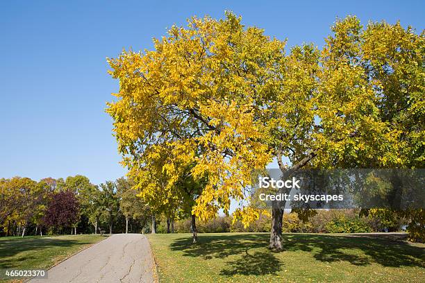 Scenic Autumn Trail In City Park With American Elm Tree Stock Photo - Download Image Now
