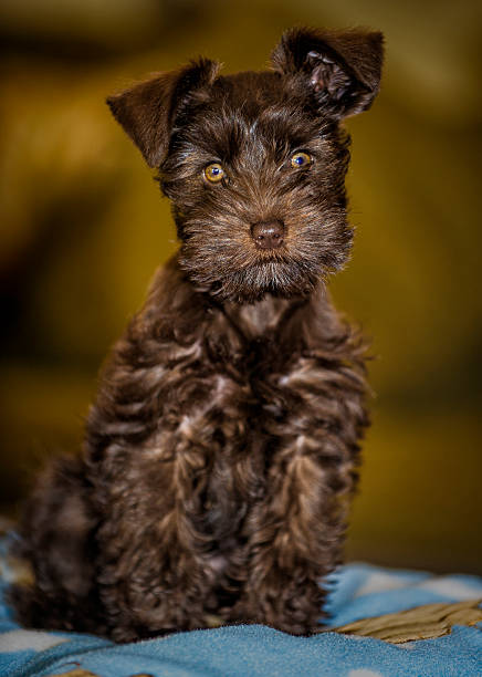 Brown Puppy stock photo