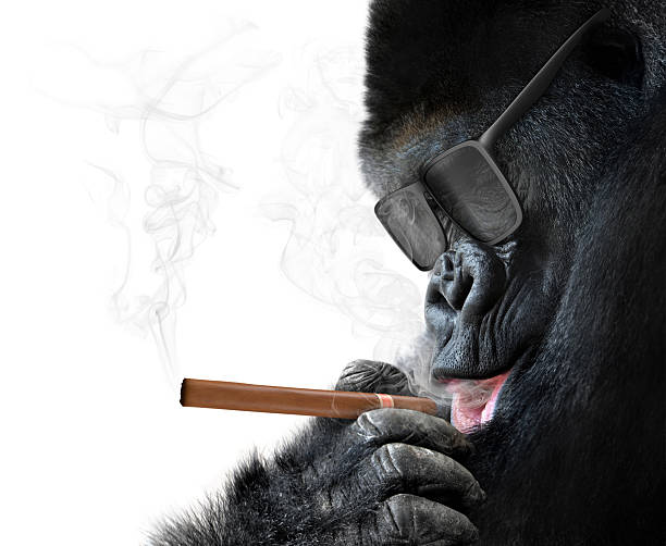 Badass gorilla with sunglasses smoking a cigar like a boss Unusual animal portrait of a gangster-like gorilla with dark shades holding a fat cigar and puffing smoke. cuban man smoking big cigar stock pictures, royalty-free photos & images