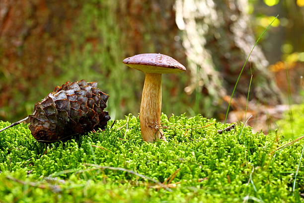 Forest mushrooms growing in a green moss. Edible Bay Bolete (Boletus badius ) in Poland Europe