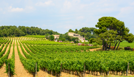 Country house near Montpellier (Herault, Languedoc-Roussillon, France) at summer, with vineyard