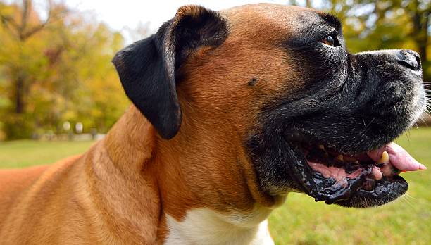 Boxer perfil - fotografia de stock