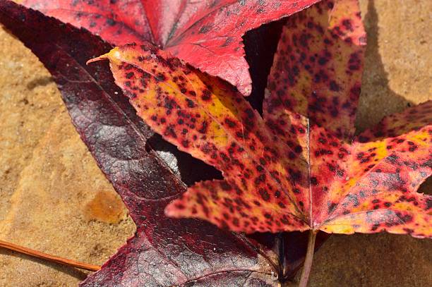 Cтоковое фото Осень листья в стиле рок