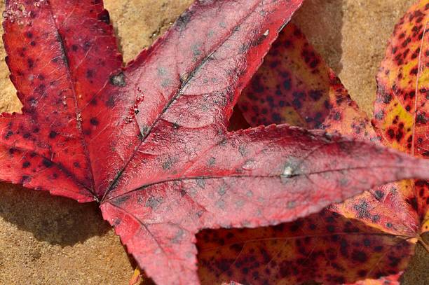 Folhas de outono brilhantes - fotografia de stock