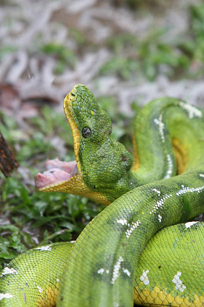 Emerald Tree Boa A beautiful Emerald Tree Boa in the Peruvian Amazon rainforest green boa snake corallus caninus stock pictures, royalty-free photos & images