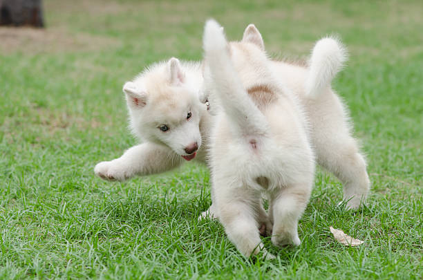 istock Two siberian husky puppy on green grass 465027342