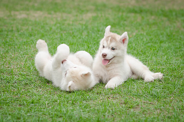 istock Two siberian husky puppy on green grass 465027346