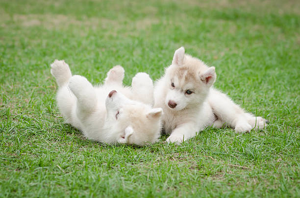 istock Two siberian husky puppy on green grass 465027350
