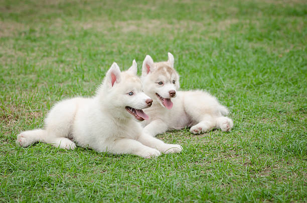 istock Two siberian husky puppy on green grass 465027500